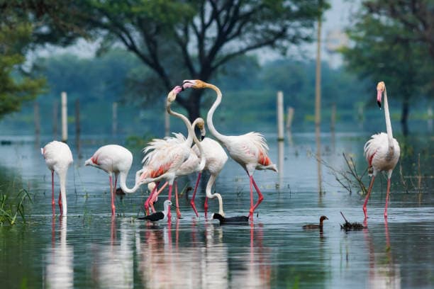 Golden Triangle with Bharatpur Bird Sanctuary