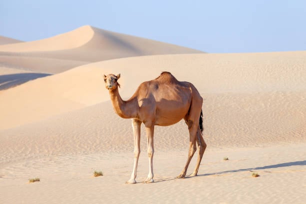 Dubai Adventure Rush - Tour Package Hero Image